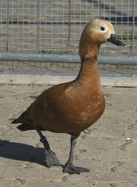 眼秀